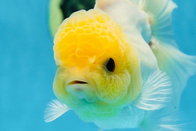 White Button Eyes Oranda Female 5 inches #080825OR_10