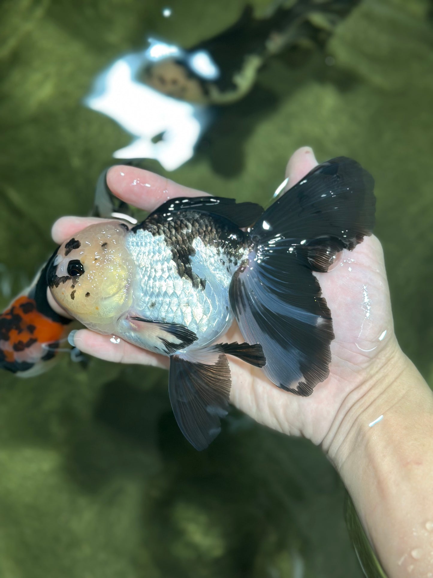 A Grade Panda Oranda Female 5.5-6 inches #121324OR_16