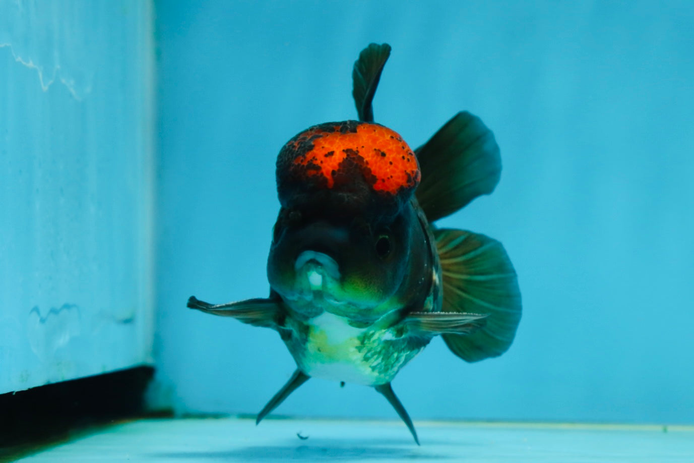 A Grade Lava Tricolor Yuanbao Male 4  inches #062725YB_09