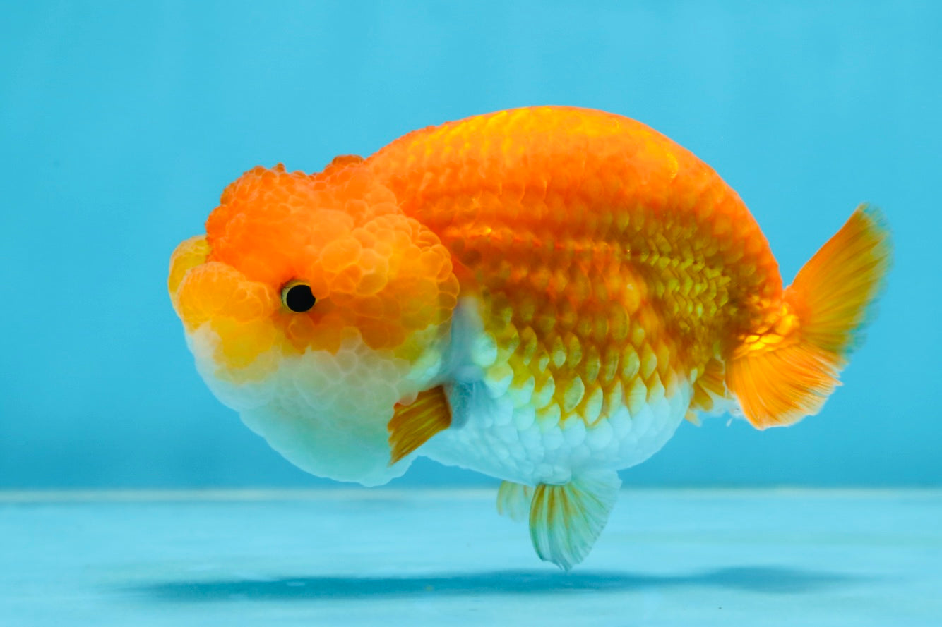 A Grade BIG WEN Red White LionQueen 4-4.5 inches #071125LC_02