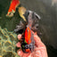 UNIQUE A Grade Lava Apache Oranda Male 5.5  inches #050826OR_04