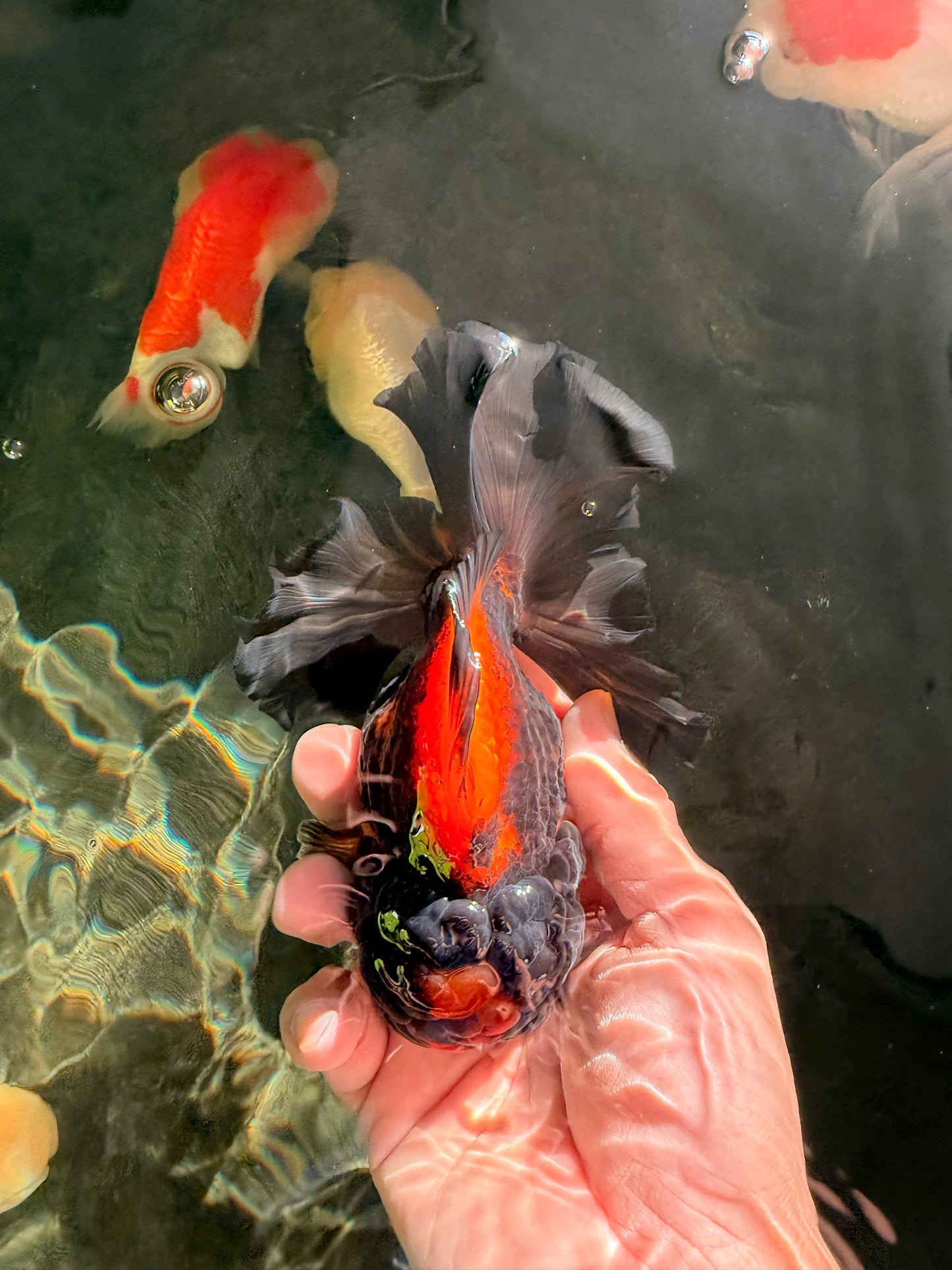 UNIQUE A Grade Lava Apache Oranda Male 5.5  inches #050826OR_04