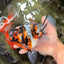 CHUNKY AAA Grade Calico Oranda Male 6-6.5 inches #070626OR_17