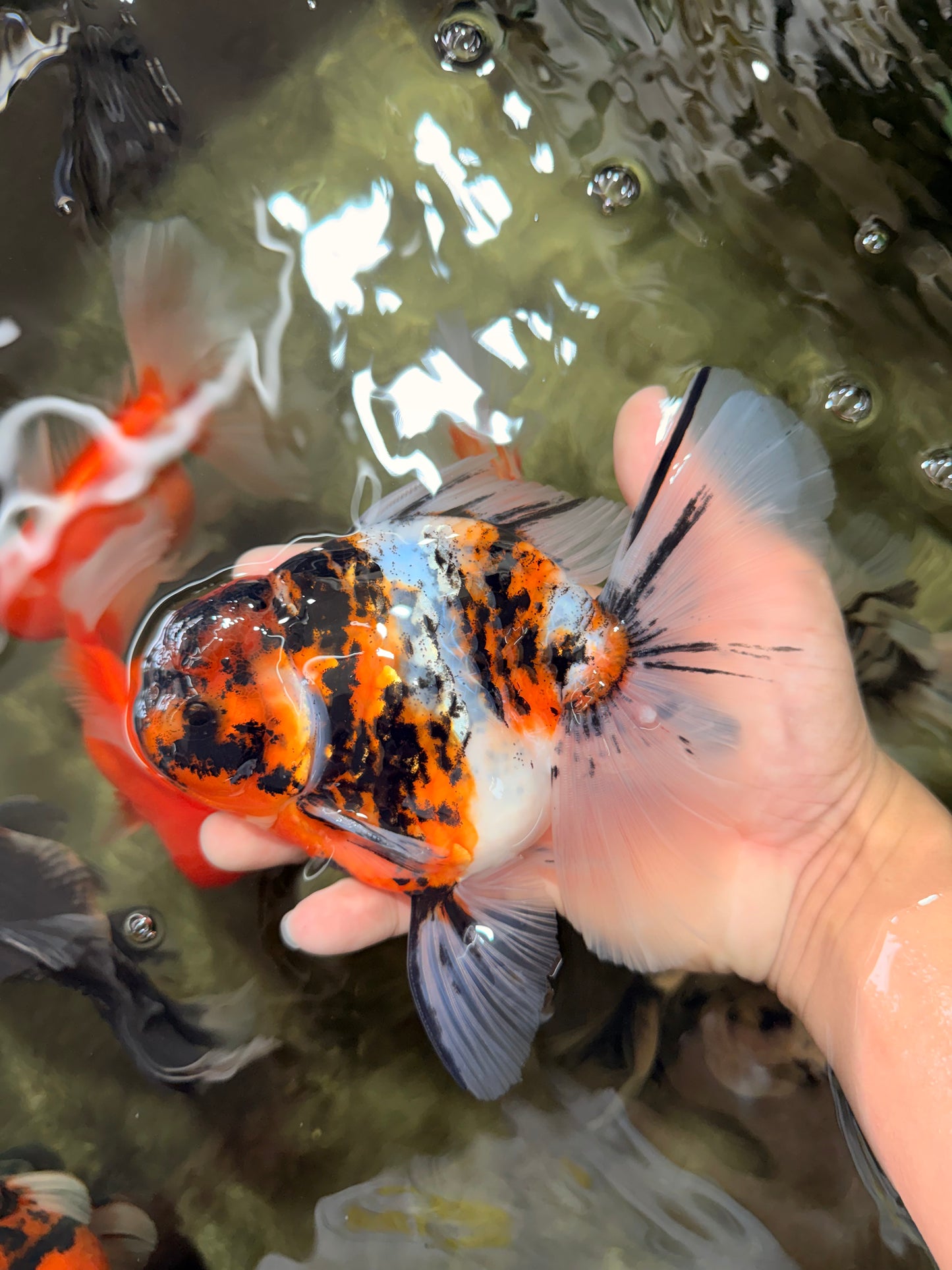 CHUNKY AAA Grade Calico Oranda Male 6-6.5 inches #070626OR_17