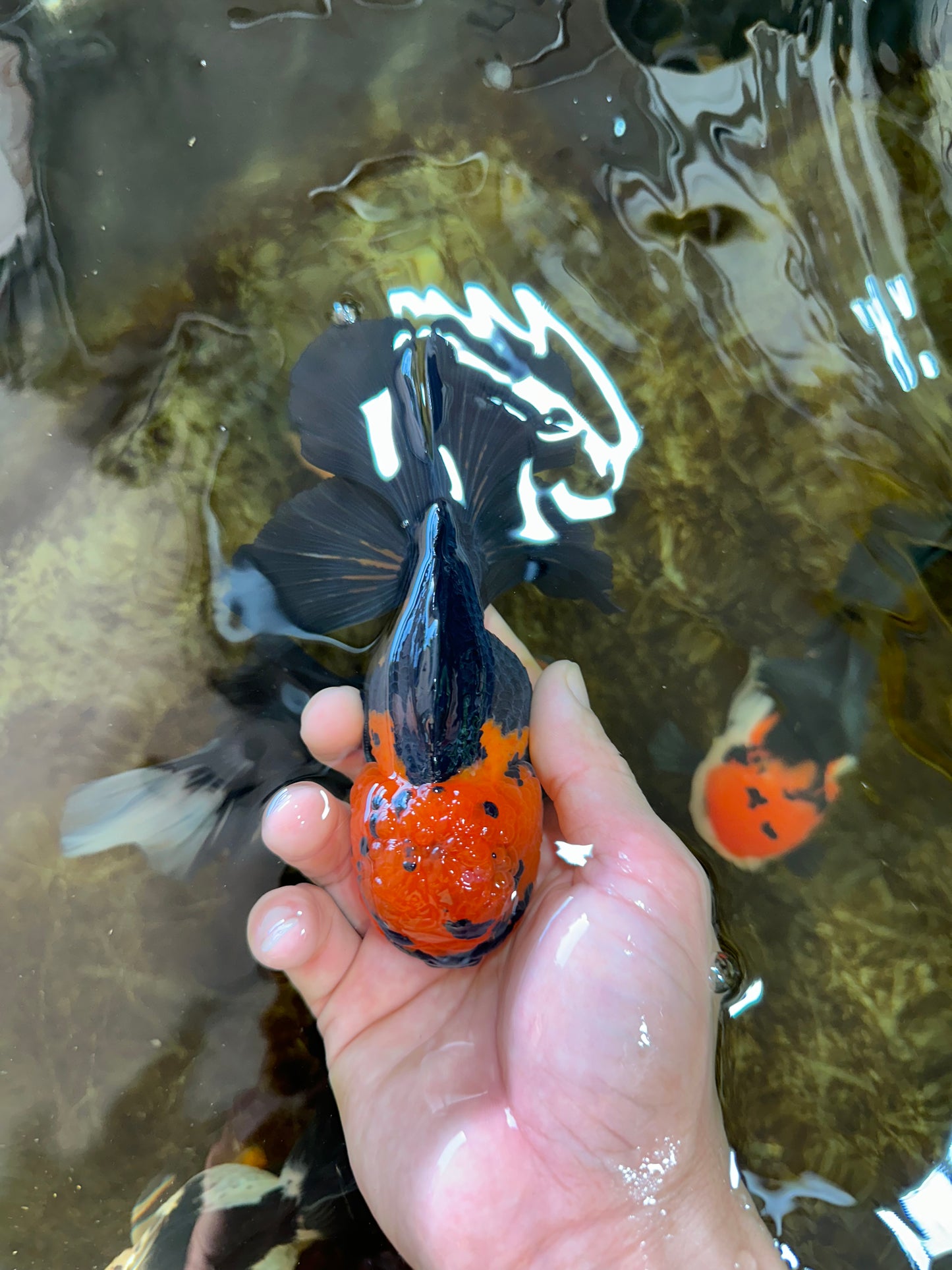 A Grade Apache Oranda Male 5.5-6 inches #081525OR_21