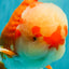 FLUFFY AAA Grade Red White Oranda Male 7.5 inches #080726OR_03