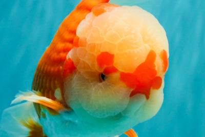 FLUFFY AAA Grade Red White Oranda Male 7.5 inches #080726OR_03