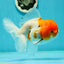 Sakura Oranda Male 5.5 inches #110124OR_13