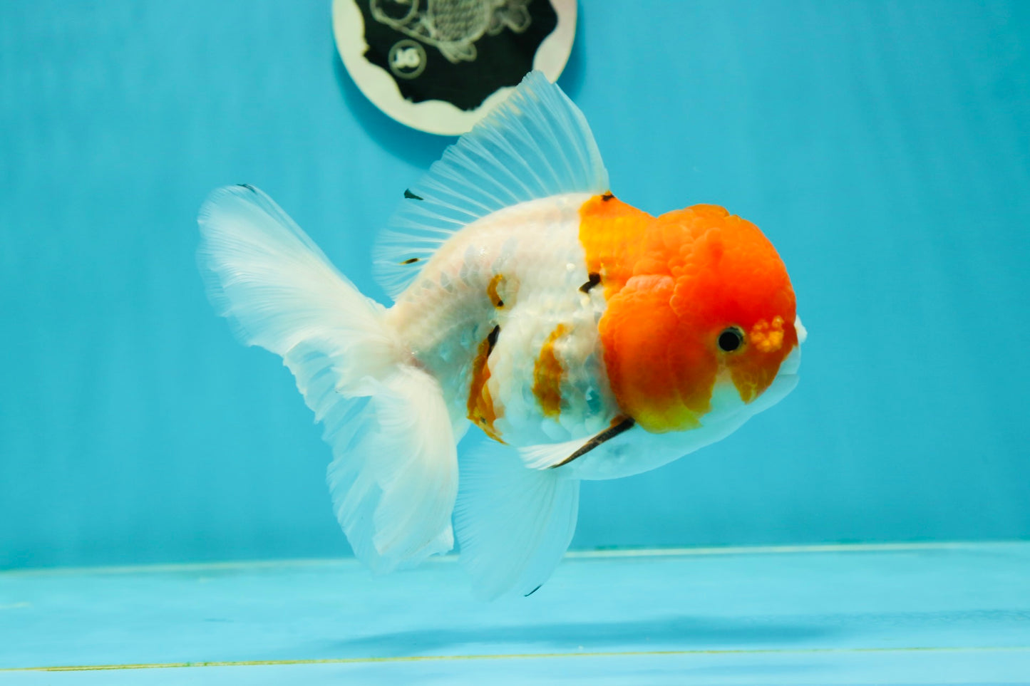 Sakura Oranda Male 5.5 inches #110124OR_13