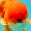 ANGER AAA Grade Broadtail Red White Oranda Male 7 inches #071026OR_05