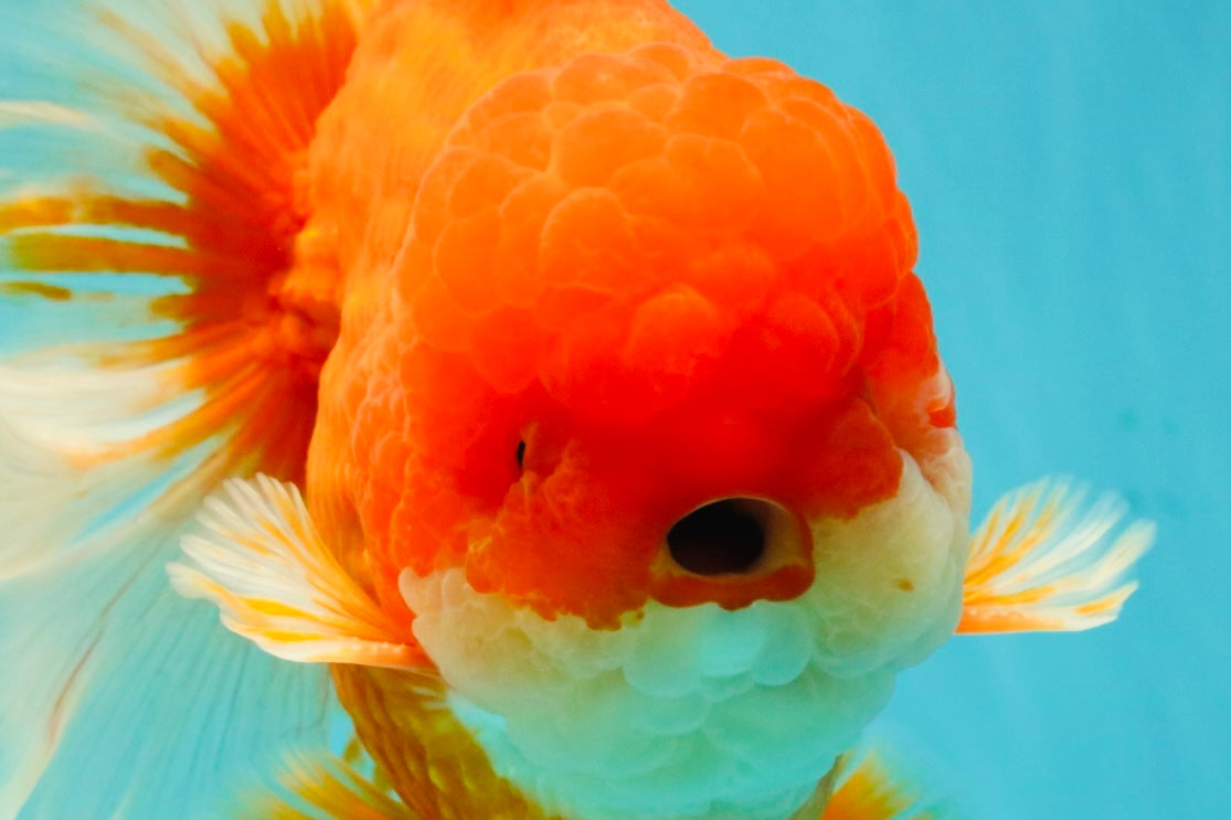 ANGER AAA Grade Broadtail Red White Oranda Male 7 inches #071026OR_05