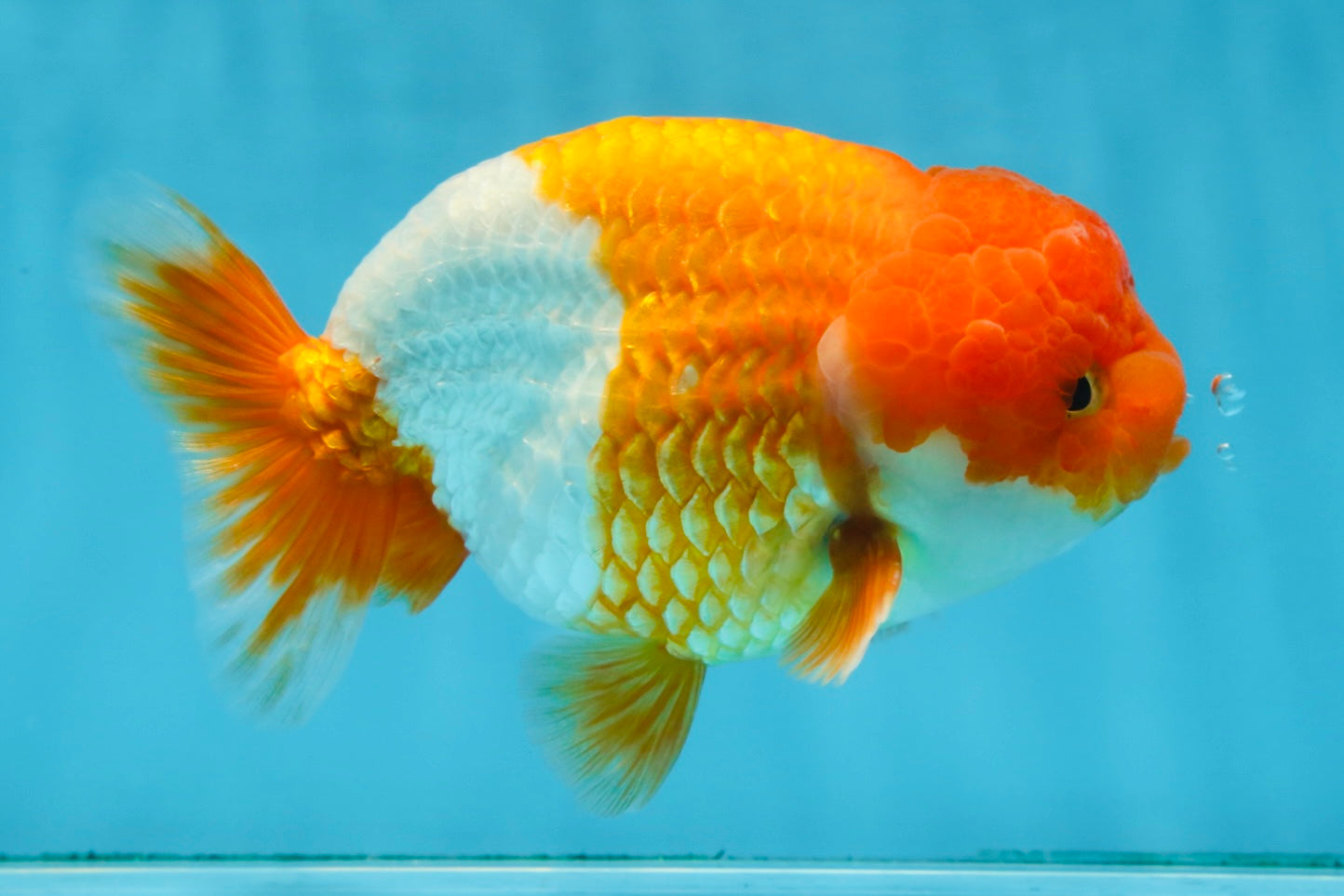 A Grade Red White LionKing 5.5 inches #091925LC_22