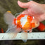 A Grade Lipstick Red White Oranda Male 6 inches #100926OR_17