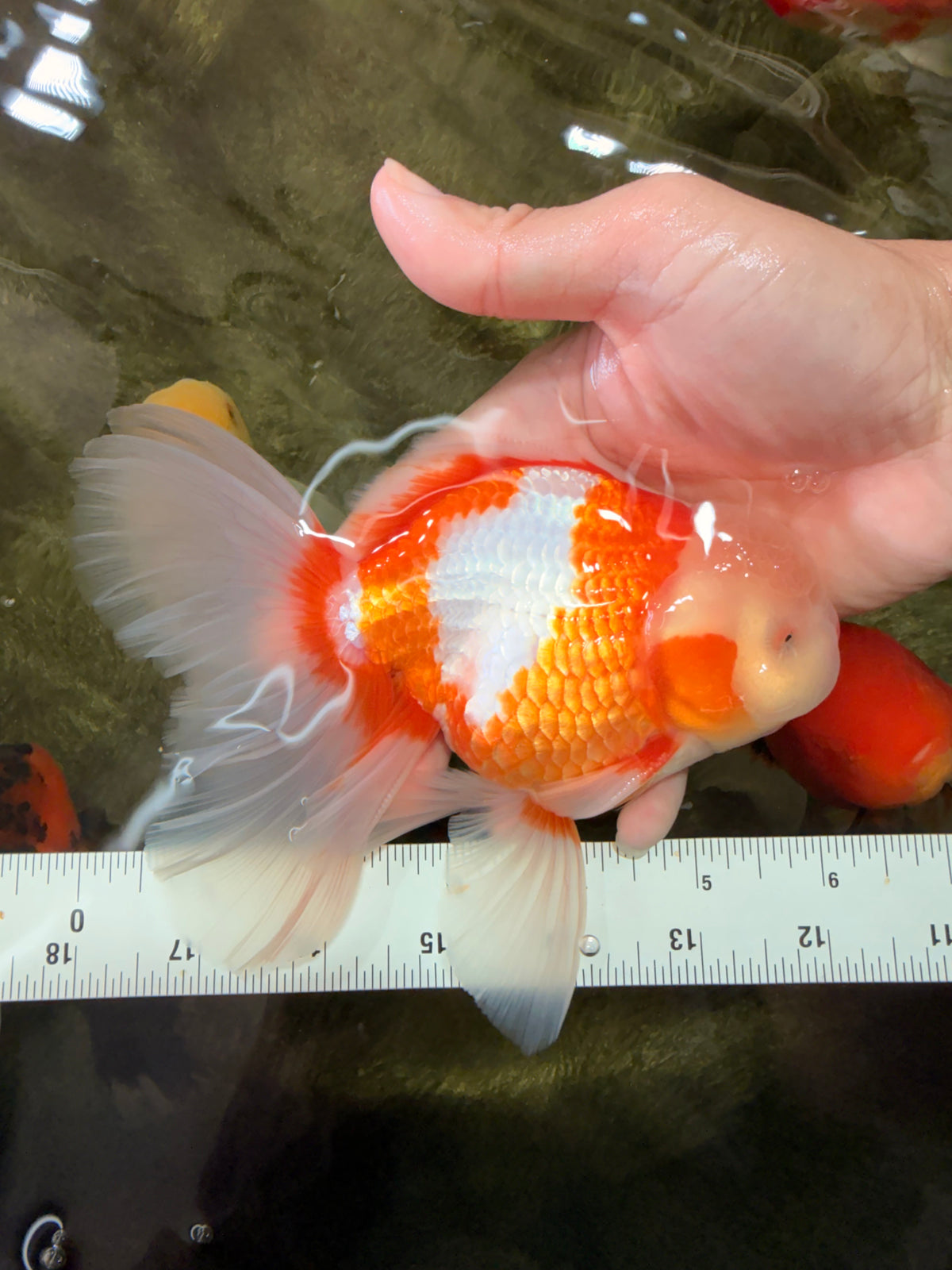 A Grade Lipstick Red White Oranda Male 6 inches #100926OR_17