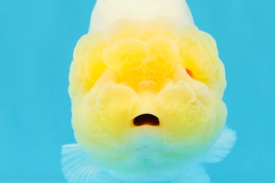 ADORABLE A Grade White LionQueen 4.5-5 inches #022026LC_13