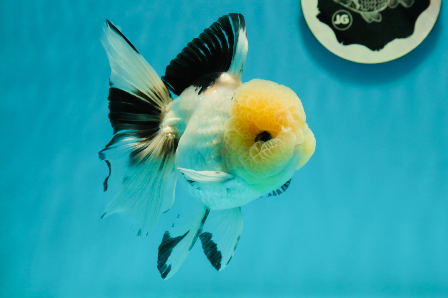 AAA Grade Lemonhead Panda Button Eyes Oranda Male 5.5 inches #112224OR_11