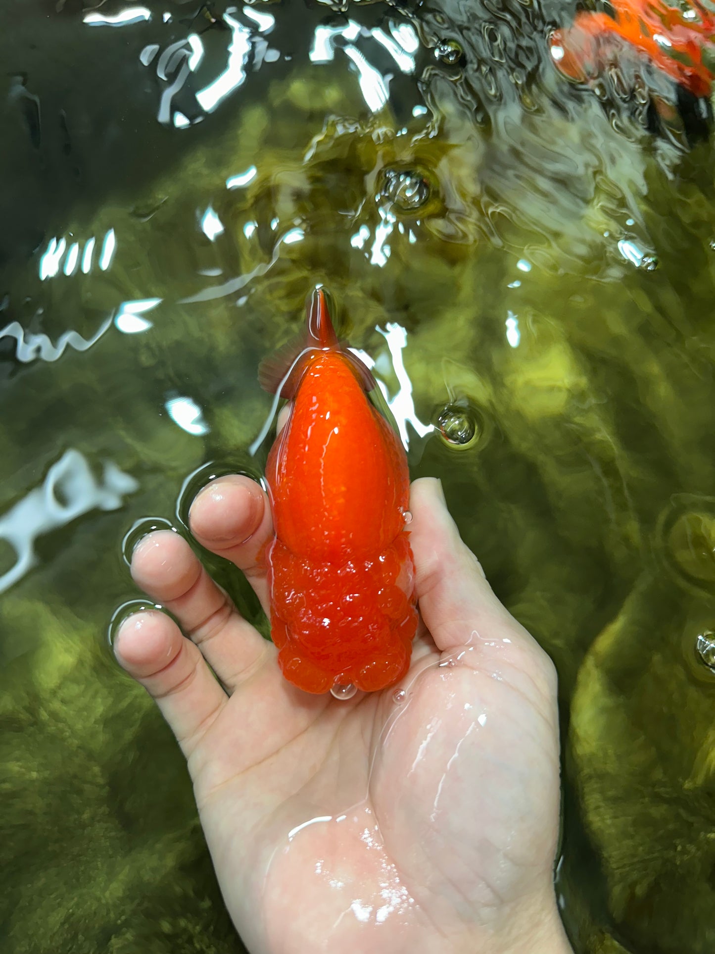 A Grade Red White LionQueen 4 inches #053025LC_07