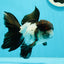 Oranda macho tricolor de grado AAA de 5 pulgadas n.° 0517OR_06