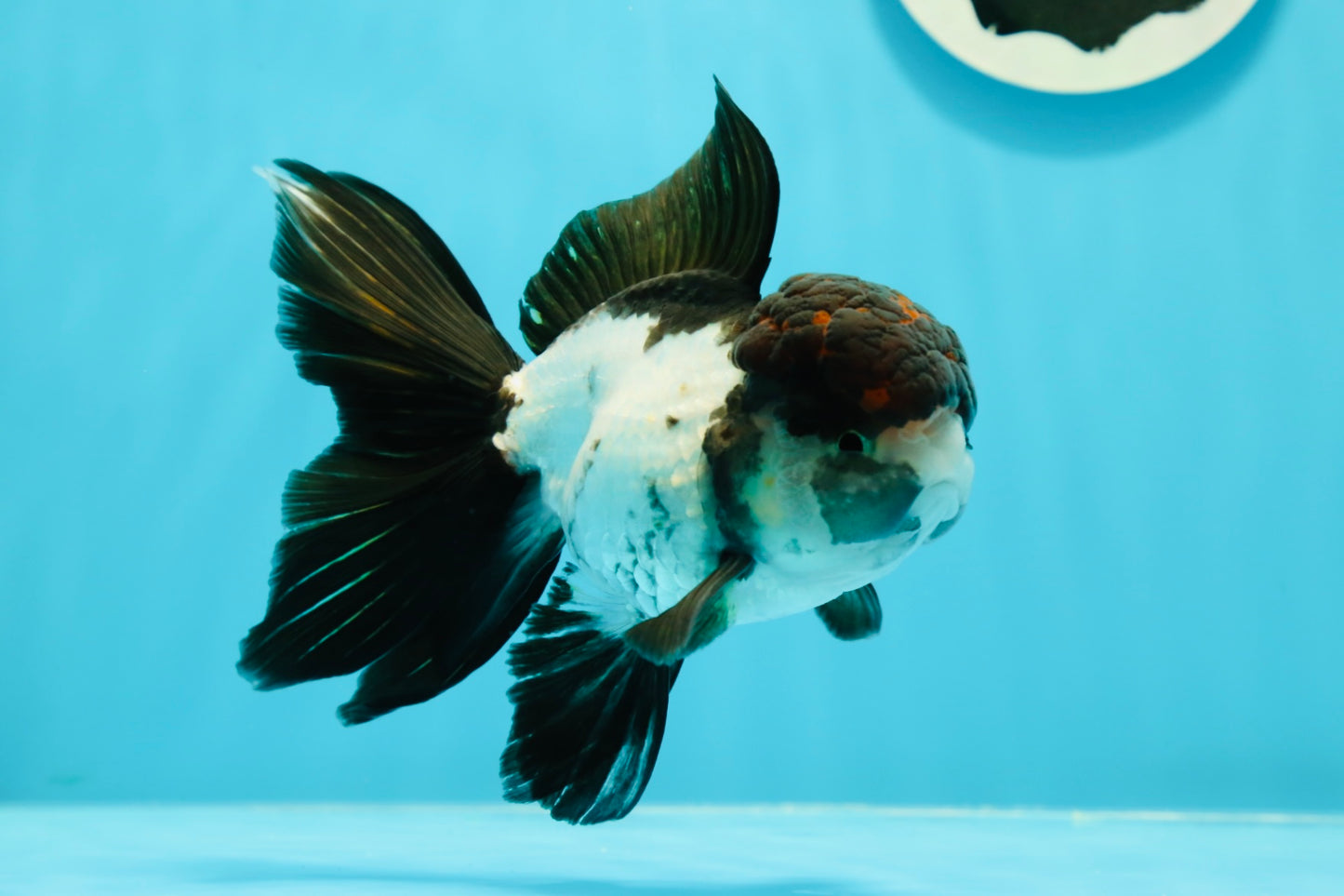 AAA Grade Tricolor Oranda Male 5 inches #0517OR_06