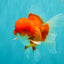 CHONKY AAA Grade Red White Oranda Male 4.5-5 inches #062626OR_37