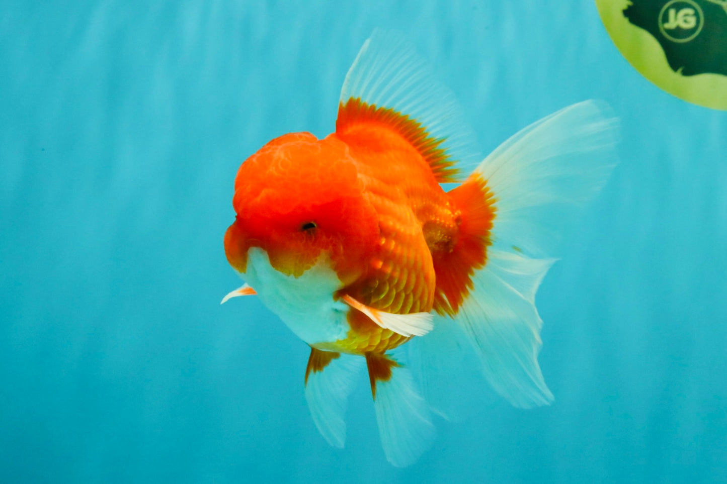 CHONKY AAA Grade Red White Oranda Male 4.5-5 inches #062626OR_37