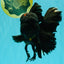 GODZILLA AAA Grade Black Lava Oranda Male 6.5-7 inches #092526OR_02