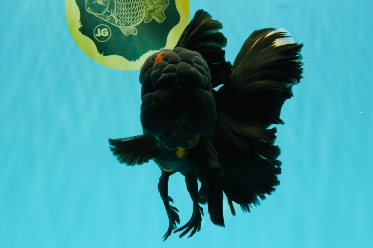 GODZILLA AAA Grade Black Lava Oranda Male 6.5-7 inches #092526OR_02