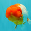 BIG WEN A Grade Red Head Red White Buffalo Ranchu Female 6 inches #101626RC_23