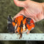 UNIQUE AAA Grade Tricolor Tiger Yuanbao Male 4.5-5 inches #080726YB_26