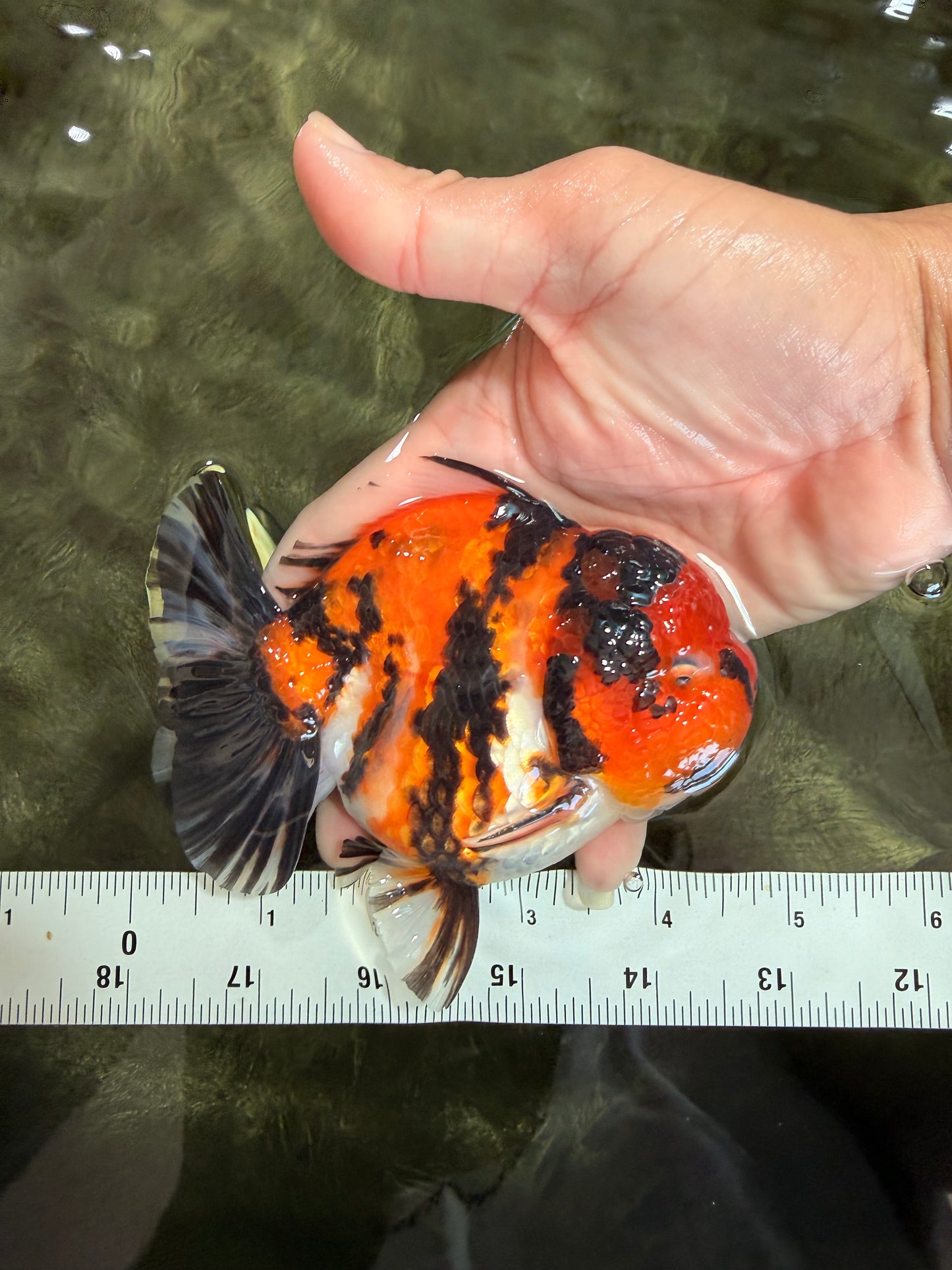 UNIQUE AAA Grade Tricolor Tiger Yuanbao Male 4.5-5 inches #080726YB_26