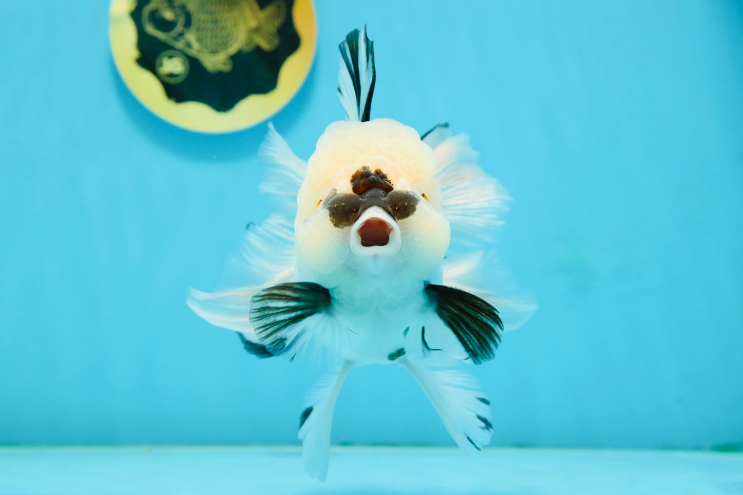 A Grade Panda Oranda Male 5.5 inches #120624OR_01