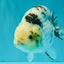 White Tiger Ranchu Male 5 inches #072426RC_34