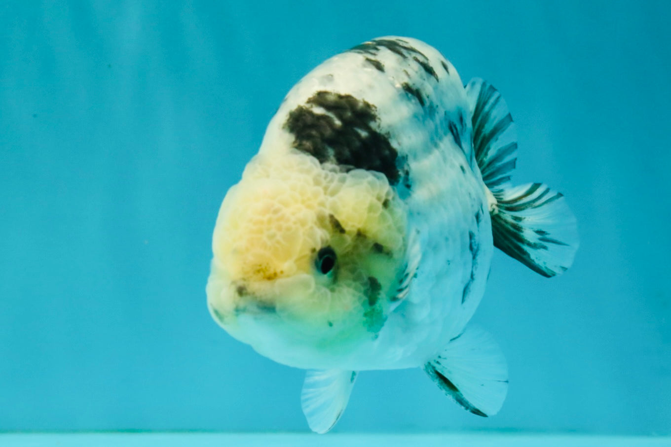 White Tiger Ranchu Male 5 inches #072426RC_34