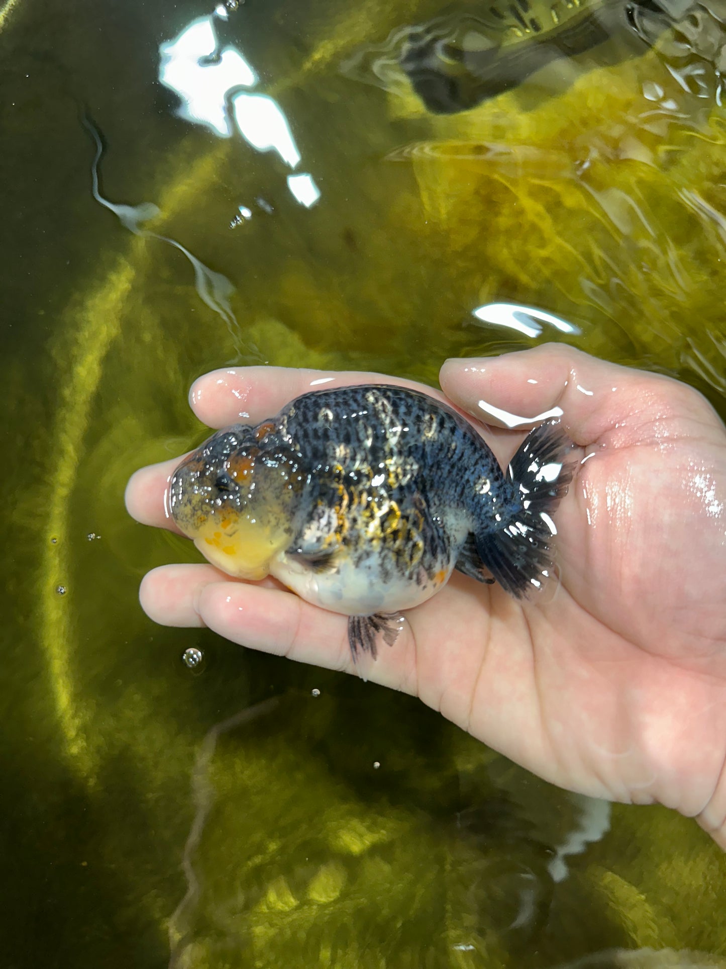 A Grade High Back Blue Kirin LionQueen 3.5-4 inches #050925LC_07