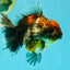 AAA Grade Granite Calico Oranda Female 6.5-7 inches #073126OR_03