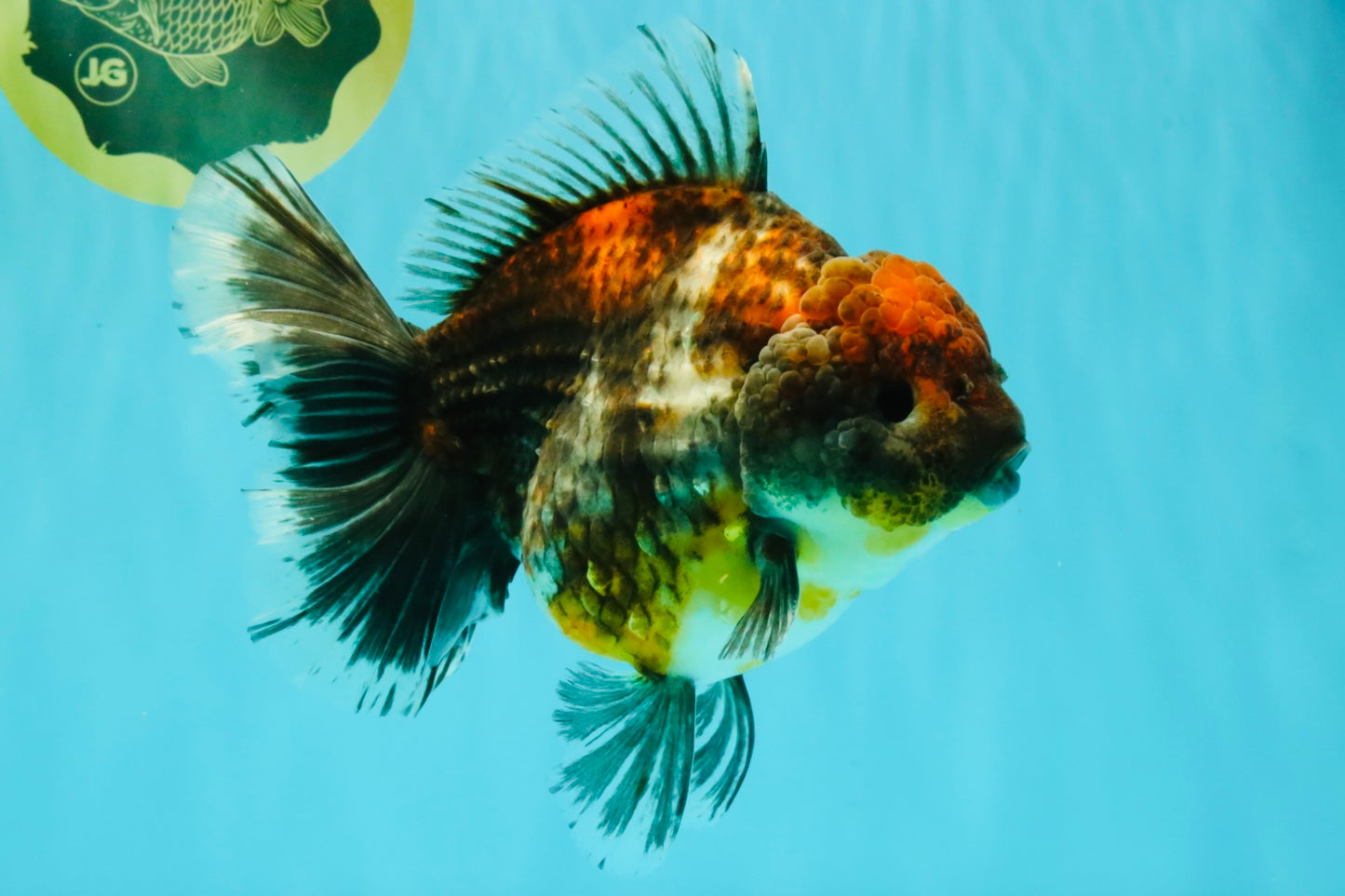 AAA Grade Granite Calico Oranda Female 6.5-7 inches #073126OR_03