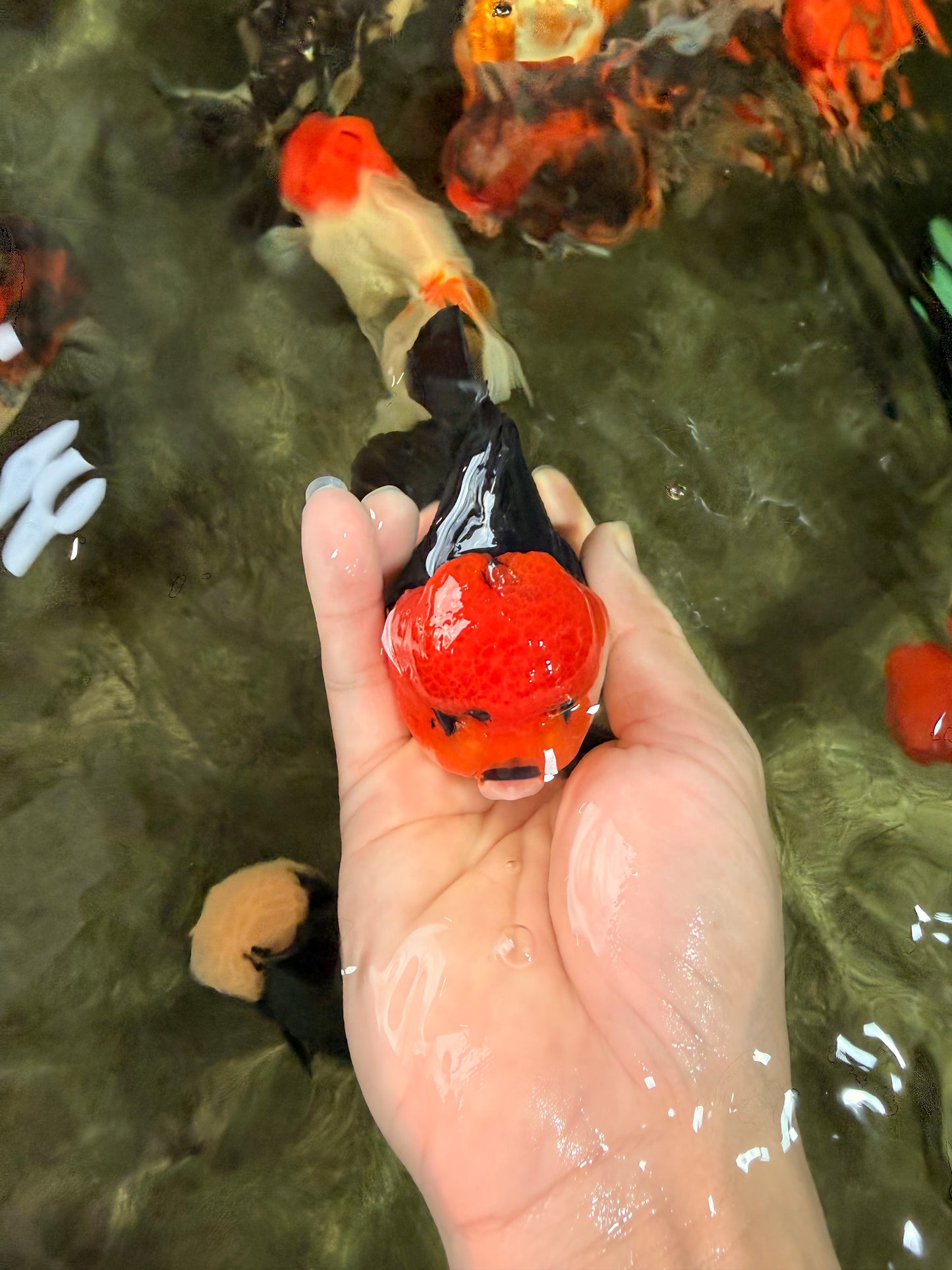 A Grade Red Head Button Eyes Tricolor Yuanbao Male 4-4.5 inches #031326YB_16