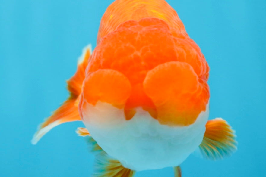 Red White Lionchu Male 4.5-5 inches #070425LC_11