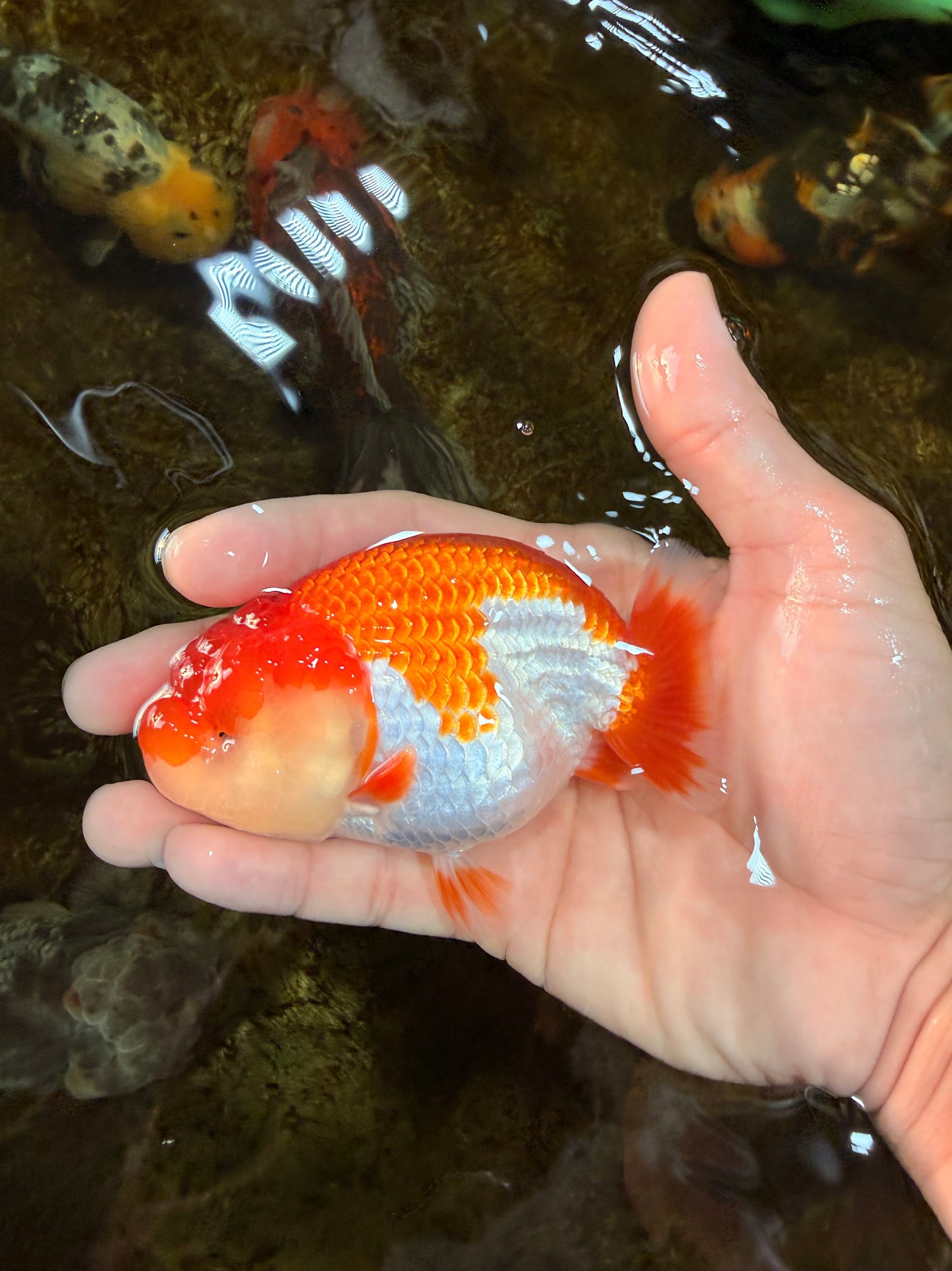 AAA Grade Red White LionQueen 4 inches #101725LC_10