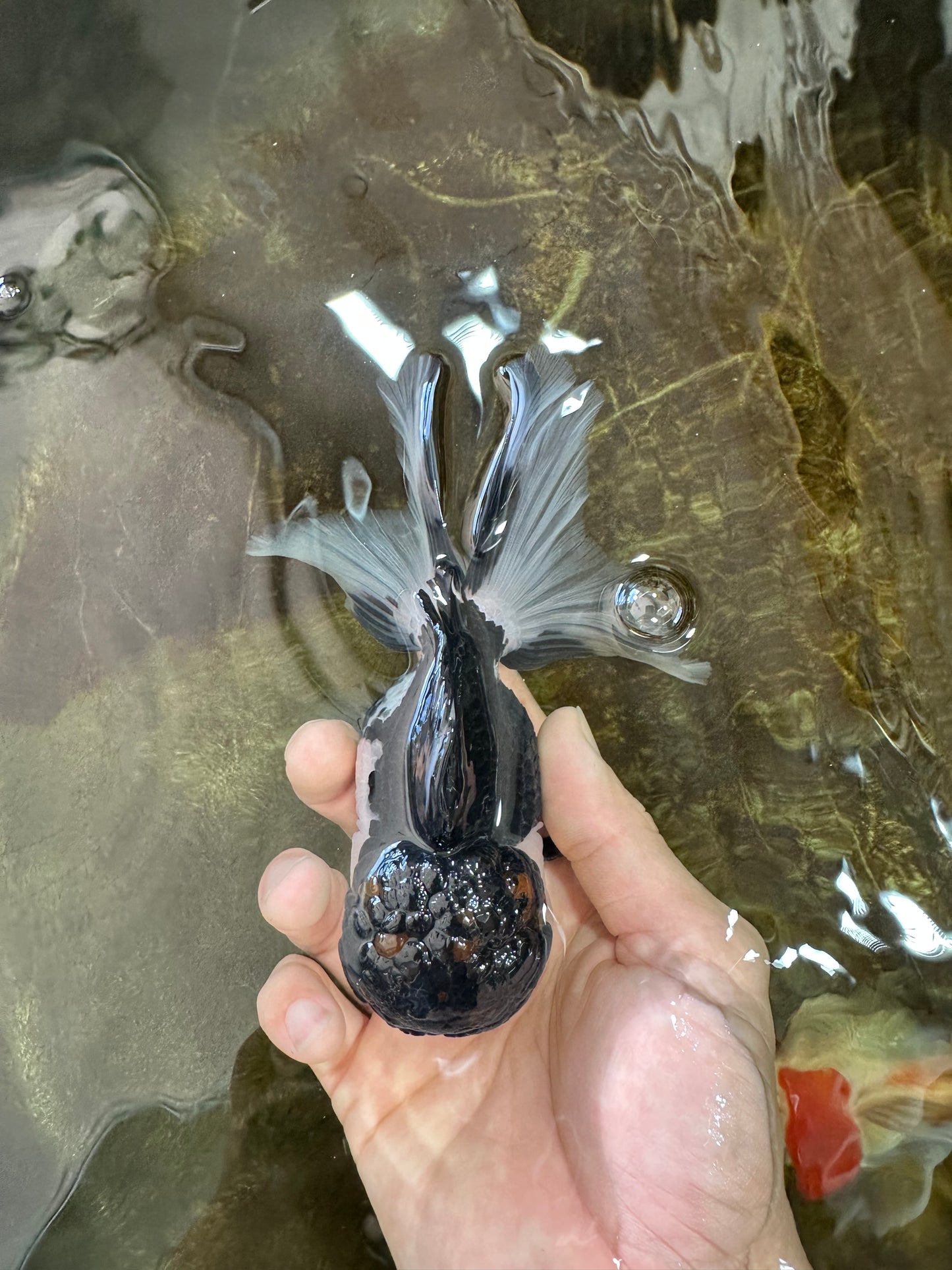 A Grade Tricolor Oranda Male 5-5.5 inches #062725OR_19