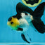 Panda Oranda Female 5-5.5 inches #080825OR_11