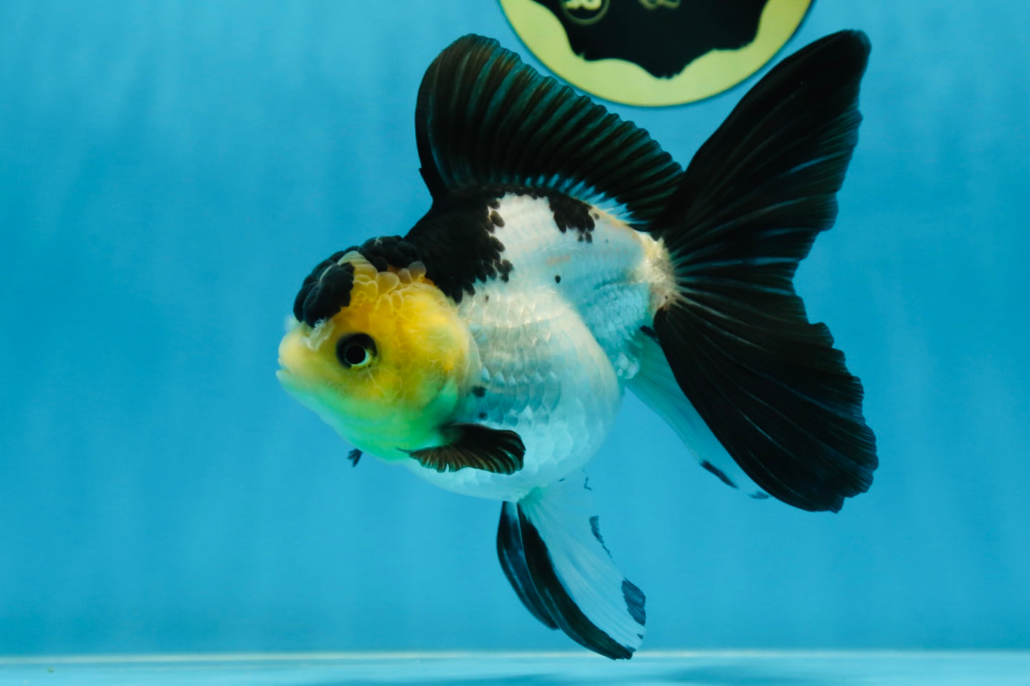 Panda Oranda Female 5-5.5 inches #080825OR_11