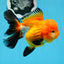 A Grade Tricolor Oranda Female 4.5 inches #0830OR_08