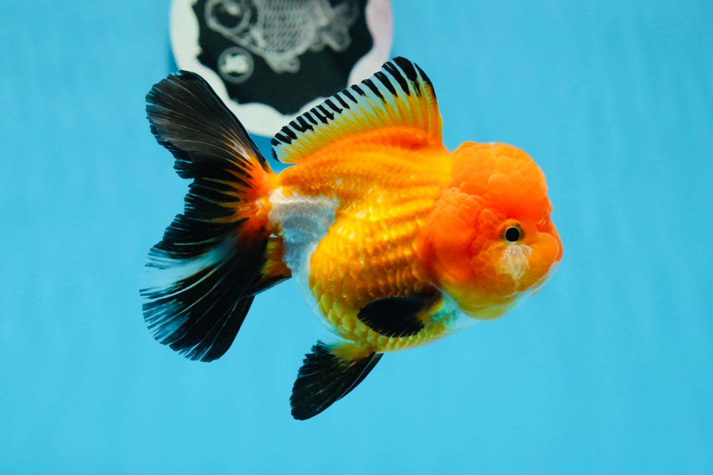 A Grade Tricolor Oranda Female 4.5 inches #0830OR_08