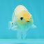 Marble Ranchu Female 3.5 inches #1004LC_09