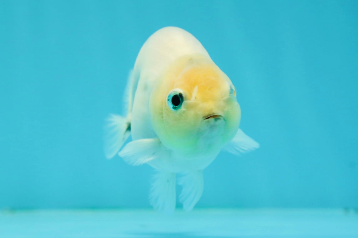 Marble Ranchu Female 3.5 inches #1004LC_09