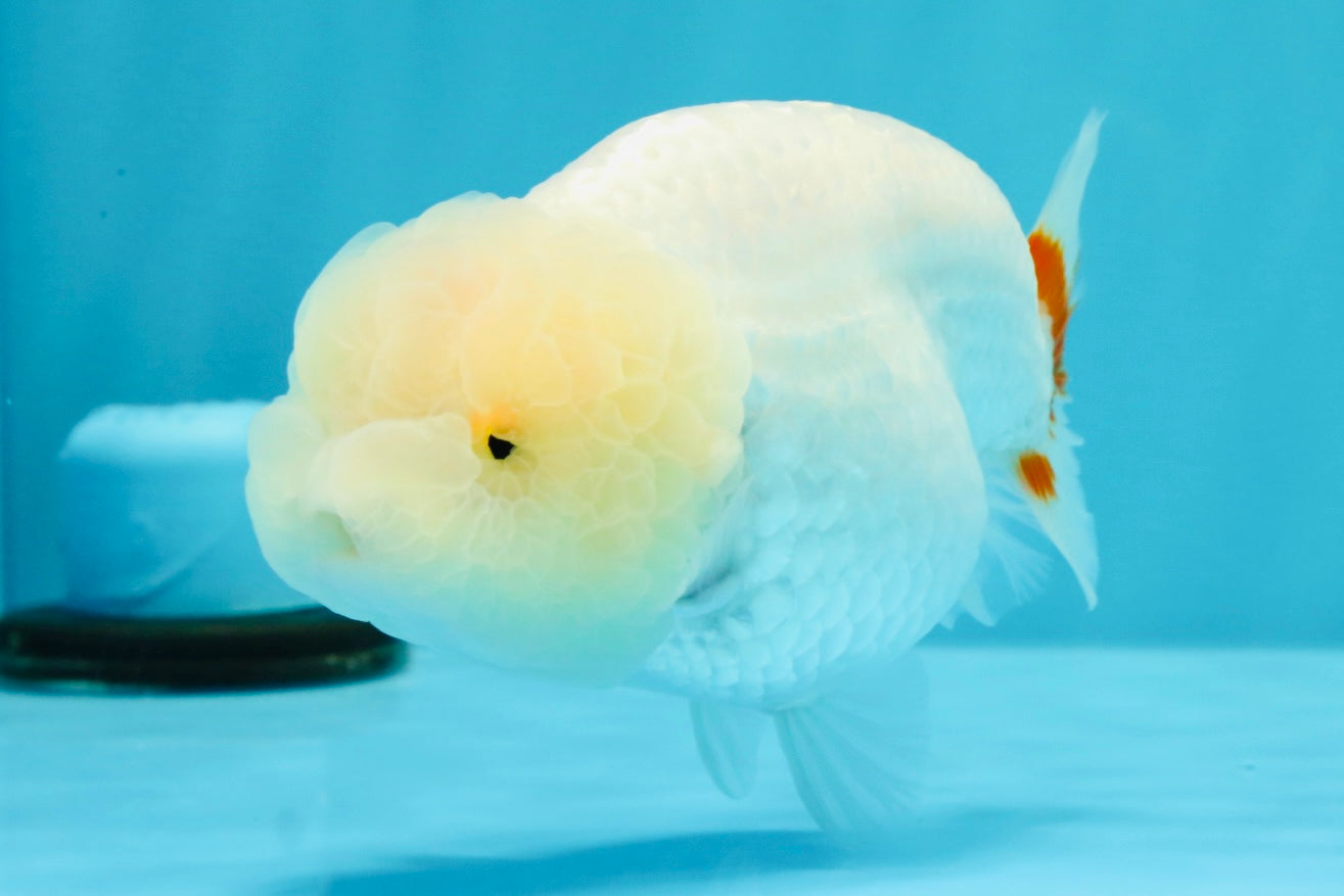 A Grade Dragon Head White LionQueen 4.5 inches #022726LC_24