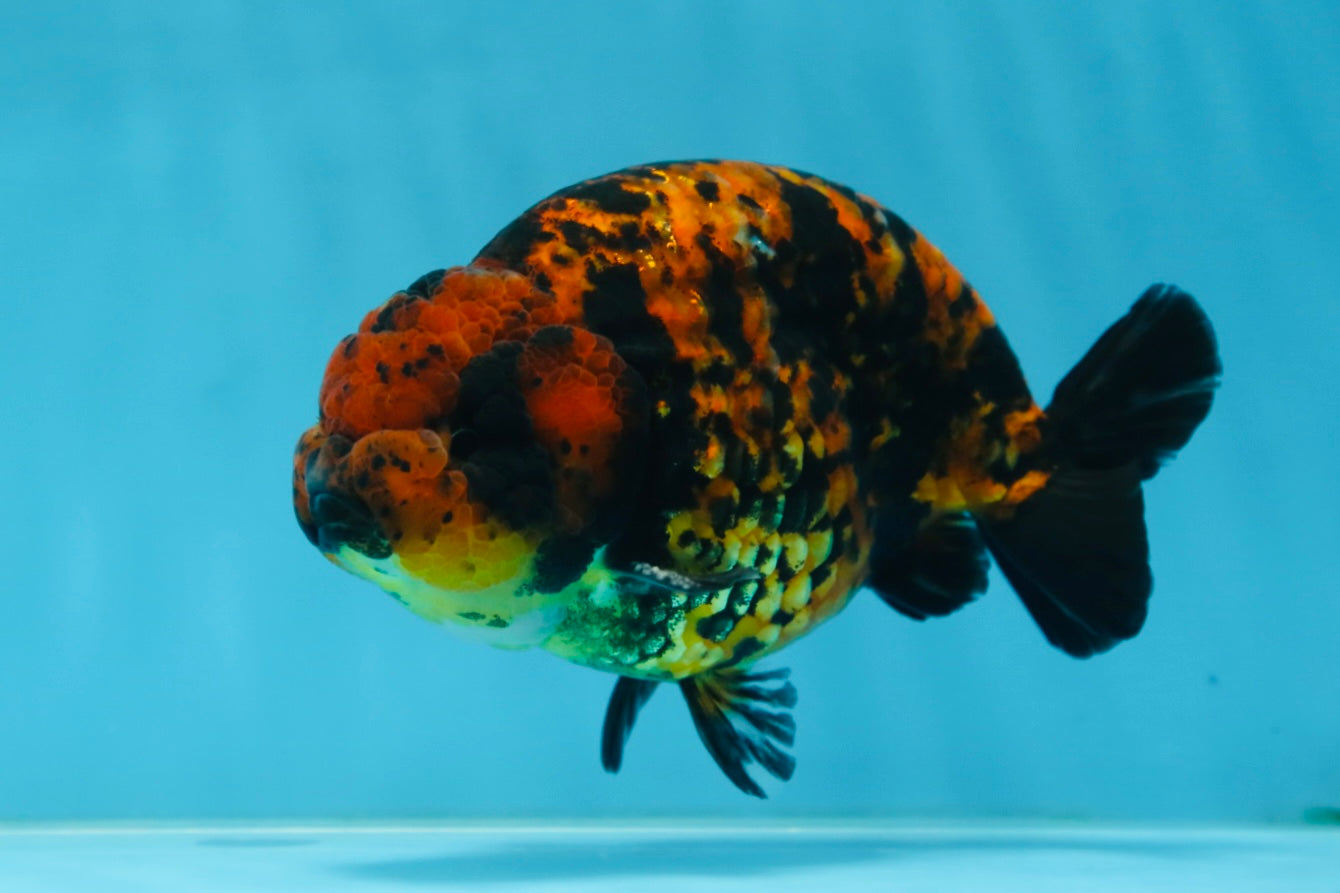 AAA Grade Tiger LionKing 5 inches #081525LC_02