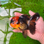 A Grade Black Red Oranda Female 5 inches #0920OR_32