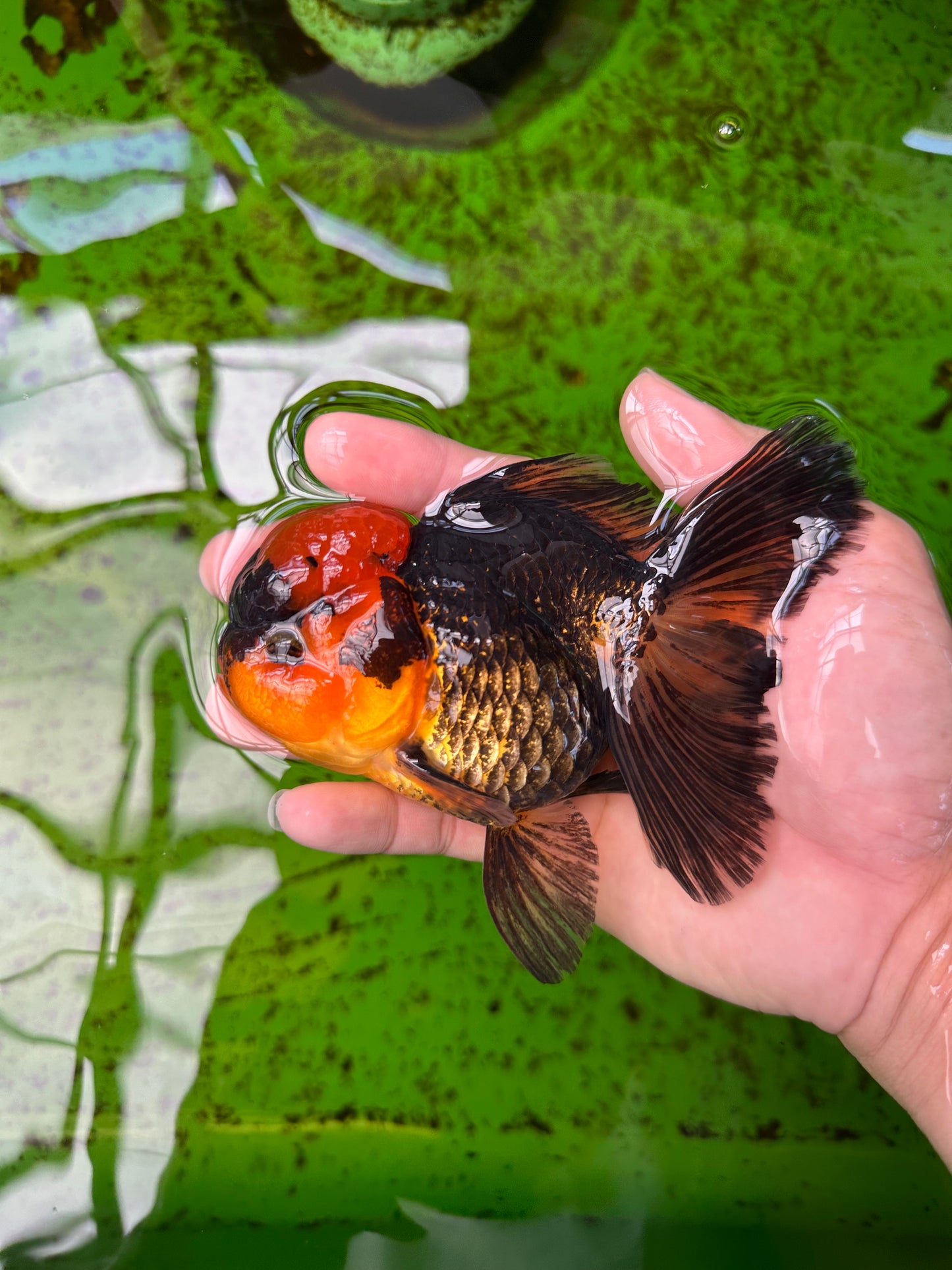 Oranda hembra roja y negra de grado A, 5 pulgadas, n.° 0920OR_32